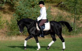 Лошадь с наездницей