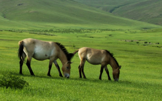 Дикие лошади Пржевальского