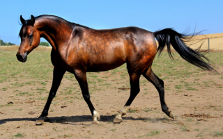 Красивая арабская лошадь