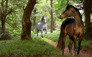 Лошади в лесу