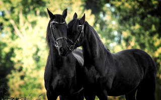 Черные лошади