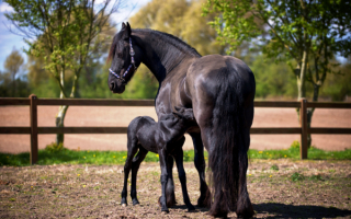 Лошадь с черным жеребенком