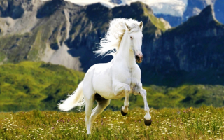Лошадь белая на лужайке