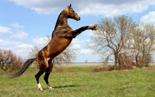 Лошадь на весенней поляне