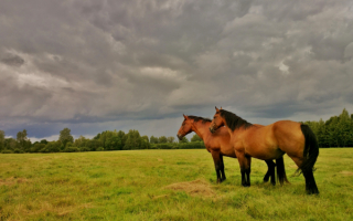 Две лошади на поляне