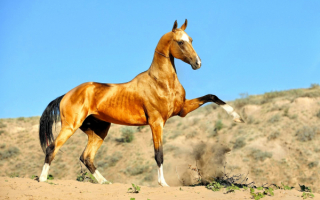 Ахалтекинская лошадь золотисто-буланой масти