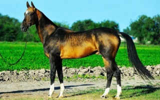 Ахалтекинская лошадь красивая