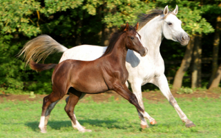 Белая лошадь и жеребенок