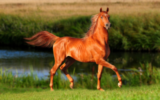 Лошадь на природе