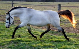 Лошадь серебристо-буланой масти