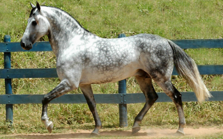Серая лошадь