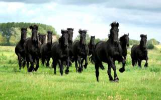 Табун вороных лошадей