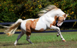 Американский Пейнтхорс