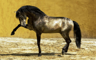Андалузская лошадь