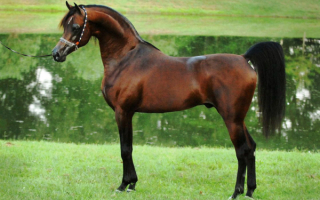 Арабский жеребец