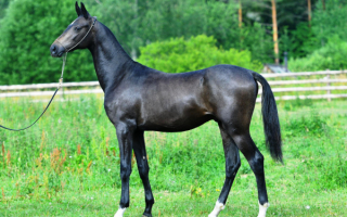 Ахалтекинская лошадь