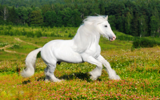 Белая лошадь на лужайке