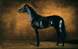 Вороная лошадь