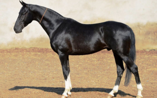 Вороной жеребец