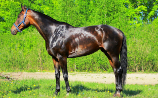 Голштинская лошадь