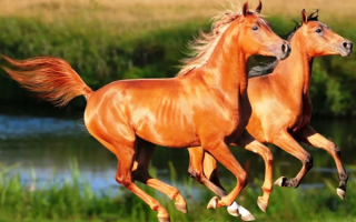 Два рыжих скакуна