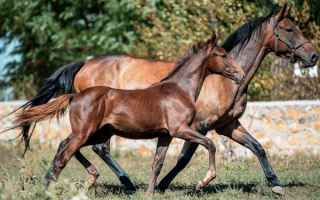 Донская лошадь с жеребенком