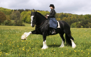 Лошадь на выездке