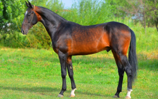 Красивый жеребец