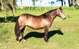 Креольская порода лошадей