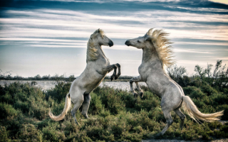 Лошади породы Камаргу