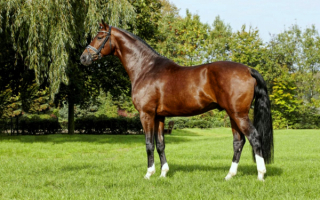 Лошадь ганноверской породы