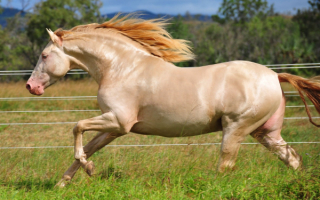 Лошадь изабелловой масти