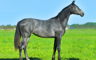 Лошадь мышастой масти
