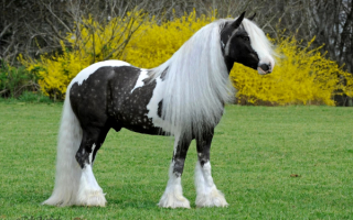 Лошадь породы Гипси Ваннер