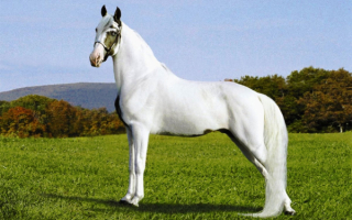 Лошадь породы Теннесси Уокер
