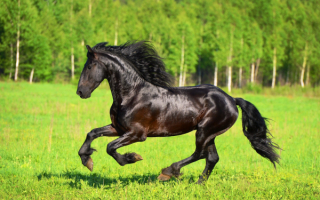 Лошадь скачет на поляне