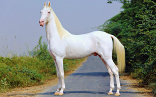 Марварский жеребец