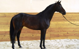 Мегрельская порода лошадей