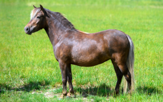 Немецкая пони