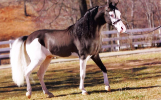 Норвежская лошадь