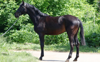 Орловская порода лошадей