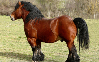 Орловский тяжеловоз