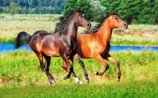 Пара русских рысаков