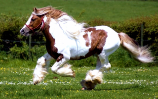 Пегая лошадь породы Шайр