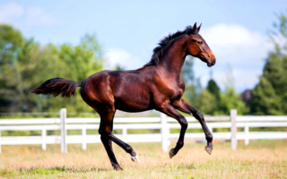 Резвый жеребенок