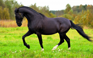 Русская верховая порода лошадей