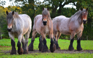 Три тяжеловоза