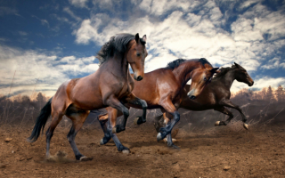 Тройка резвых коней