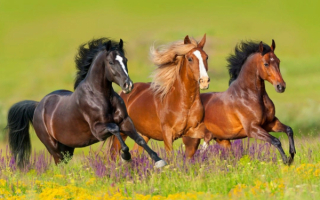 Тройка резвых лошадей