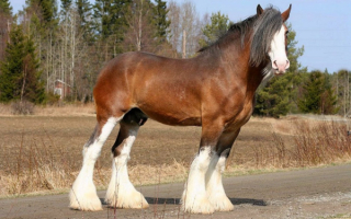 Тяжеловоз Клейдесдаль